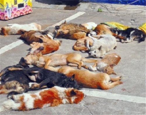 安徽小区多只狗被毒杀,投毒杀狗者已构成投放危险物质罪