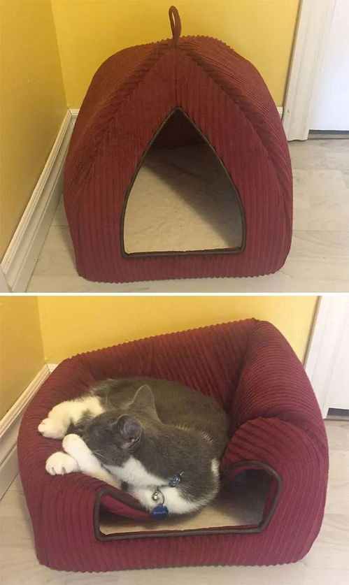 猫咪的逻辑里有条定律就是,家里哪儿都能睡,就是绝对不睡猫窝里