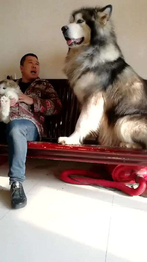 犬比狗大吗,狗和狗的区别 犬比狗大吗,狗和狗的区别 行情