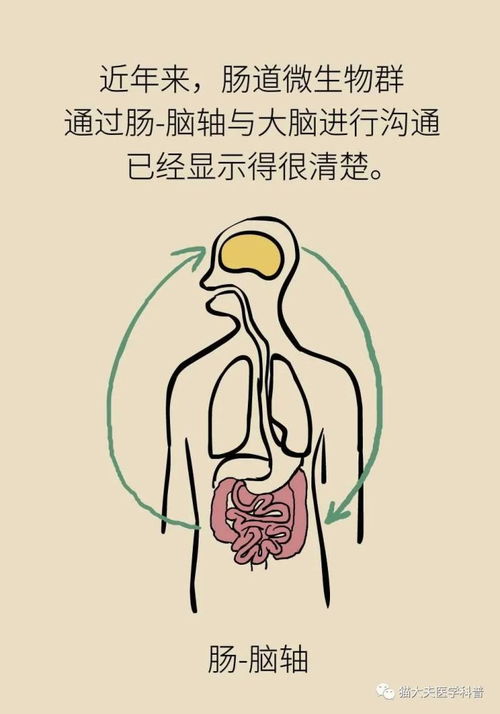 肠子能决定脑子 有趣的 肠 脑轴 了解一下
