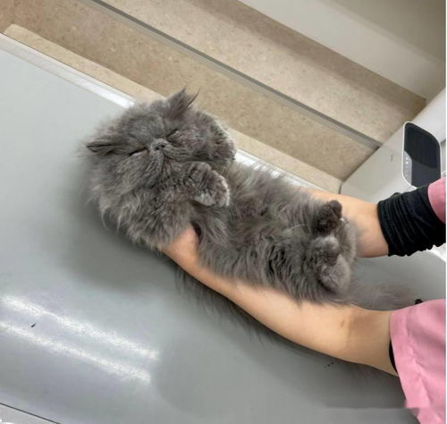 猫咪竟在诊疗台一秒睡着,但知道它真实情况后感动又心疼