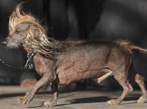 世界最丑狗狗长什么样子 为什么说是世界上最丑的狗狗
