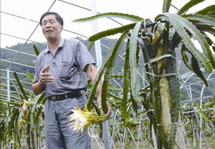 温州八旬老人租58亩果园 上演现实版 开心农场 
