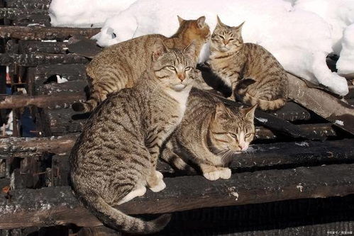 五只小猫怎么取名字 猫咪下崽多怎么取好记的名字