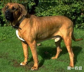 盘点最凶猛的猛犬 世界十大猛犬排名