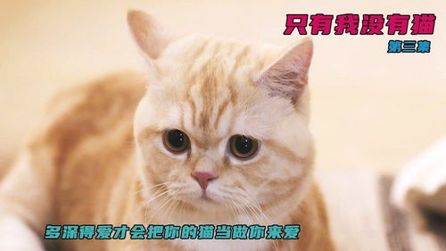 《只有我没有猫》,孤独的守望者——只有我没有猫