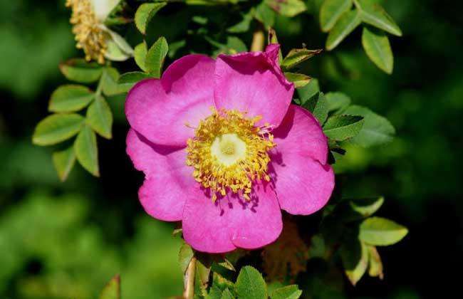 缫丝花的养护方法,苏州蔷薇花主要什么品种？