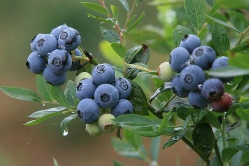盆栽蓝莓结果少 用上几个 小绝招 ,果实营养又美味