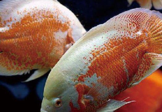 金苔鼠会吸其他的鱼,它可以和什么鱼混养 
