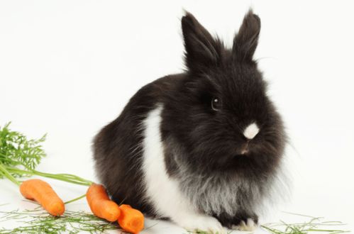 在线养兔 兔子拉葡萄便怎么治疗