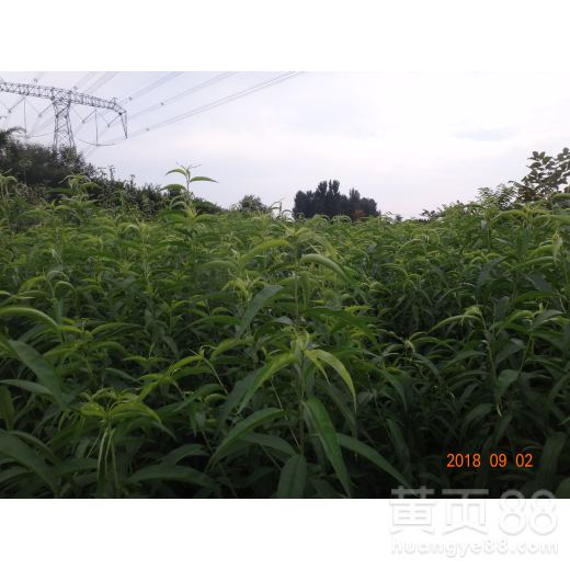 【36-5油桃苗农村种植核桃树不愁销路一公分苗三年苗多少钱一棵】- 黄页88网