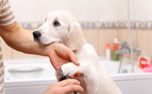 狗狗可以跟主人洗澡吗 一次性把自己和狗狗搞定,你需要了解这些