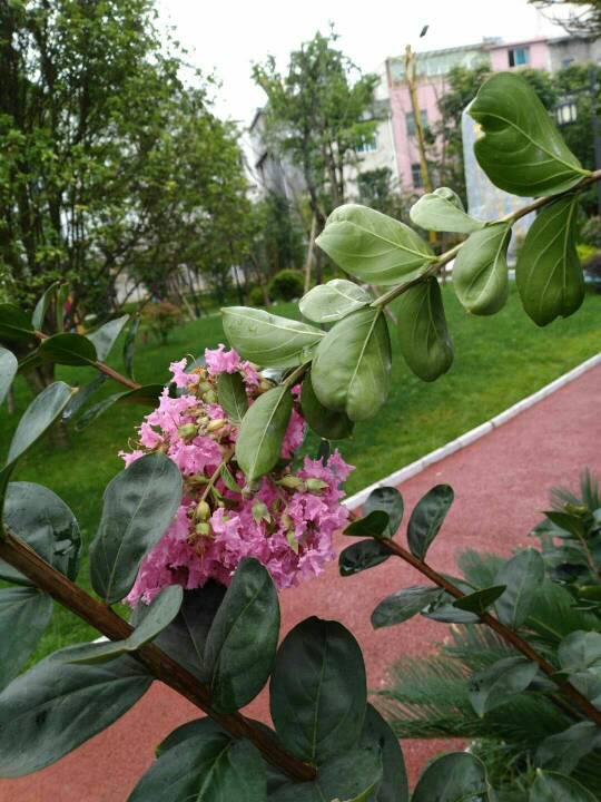 求告知图片中会开花的树是什么树,图二是开的花 