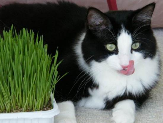 猫咪吃猫草好处多,但吃太多可不是好事,铲屎官照看猫主子需留心