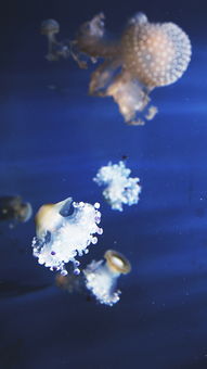 海底生物水母桌面壁纸第6张 米粒分享网 Mi6fx Com