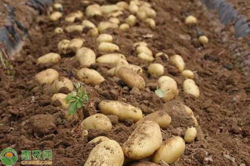 秋土豆种植最佳时间 秋土豆是立秋后种吗