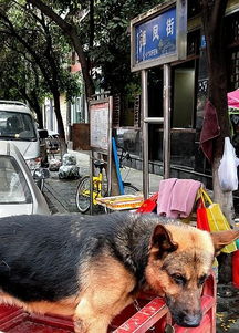 南充这个自发狗市场,已成为一种定期集市场 