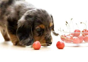 狗狗吃樱桃,狗狗吃了樱桃会怎么样