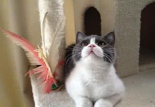 英短猫在家里吃干花吃纸皮是什么原因