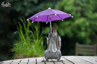 治愈系小松鼠下雨天撑伞 瞬间萌化苍老的心