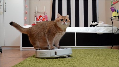 网红猫第一次见到扫地机器人,网友 不堪重腹 