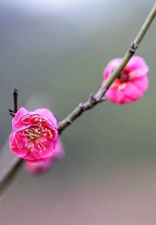 惜春长怕花开早(长是什么意思)