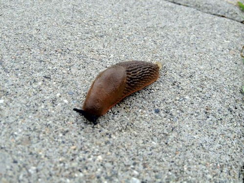 长得象蜗牛但是没有壳的虫子是什么 