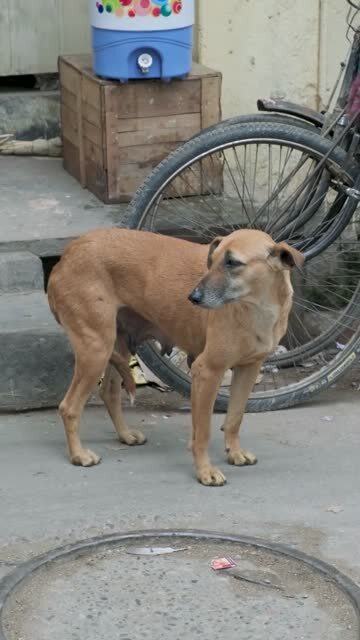 印度街头经常能看到这样的狗,显得非常惊恐,旁边的人根本不理解狗的感受 