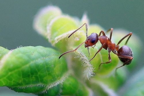 家里有蚂蚁,如何可以彻底清除 