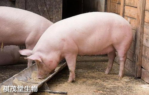 冬季频发的猪呼吸道疾病,养猪人该如何防治 养猪场呼吸道病的症状和防治用药