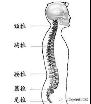 疼痛必备 脊柱每一节段的定位方法,你掌握了没有呢