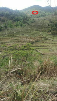 阴宅风水坤山艮向左水绕右岀乙口好吗 