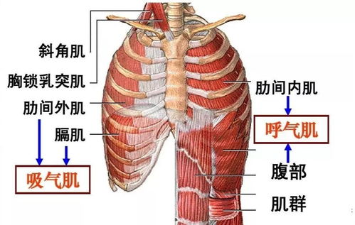 瘦出四个胸 明星都中招的肋骨外翻