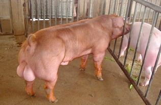 长白母猪供应商新美系杜洛克种公猪,种母猪大白种公猪杜洛克种公猪