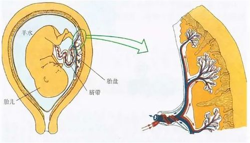 生娃后,你的胎盘是埋在树下了还是 吃了 怎么样处理才好