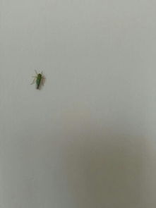 窗户上很多绿色虫子,这个是什么虫 