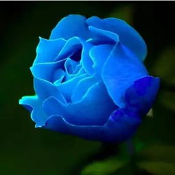 月光蓝玫瑰花语,月光蓝玫瑰：花语背后的无尽魅力