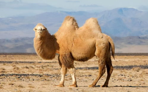 在沙漠中遇到渴死的骆驼,为什么不能碰 碰了后果很严重吗