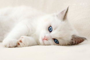 猫咪贫血会导致体温升高吗,猫咪正常体温是多少 