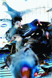 70多只黑水鸡获救 黑身红嘴属于鸟类