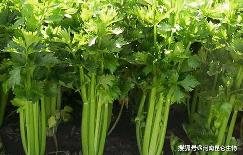 芹菜重茬根腐怎么办 芹菜烂根死苗用什么药防治 芹菜黄叶是什么病怎么治