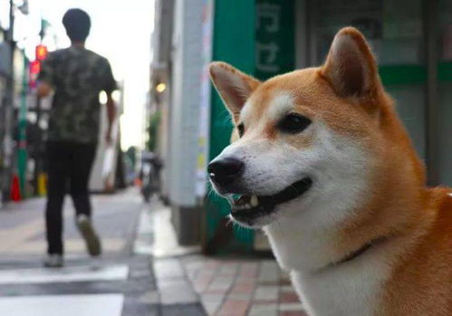 日本老人把宠物当成孩子养,死后还会给它留下大笔遗产 日本人如何遛狗 养宠物上和我们有什么不同