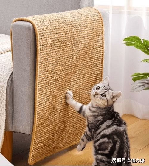 养猫担心猫抓沙发 提请准备 能防一点是一点