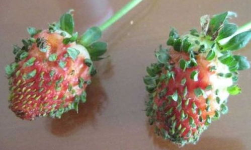 草莓刚出土幼苗是什么样子的,草莓第一天发芽出来是怎么样子的？