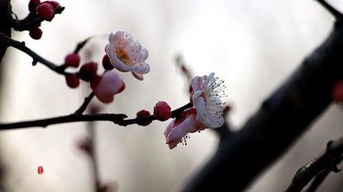 春季赏花,从古城淮阳梅园开始