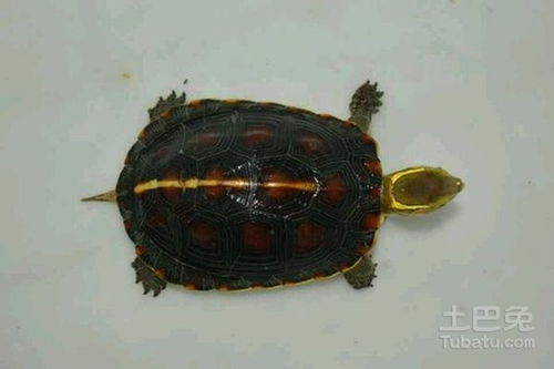 夹板龟喂养方法介绍
