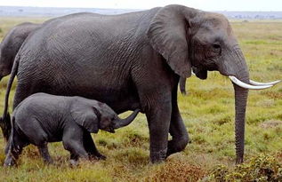 大象寿命有多长 死后怎样处理 