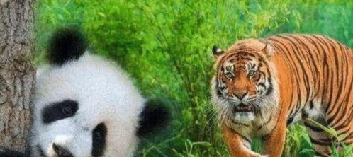 狮子和老虎为什么不吃大熊猫呢