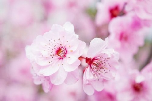 桃花运 说法的来源是什么 为什么是 桃花 而不是别的花