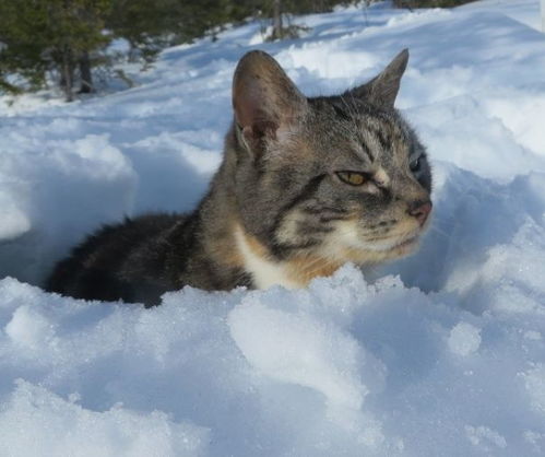 下雪天带猫出门是啥感受主人你给我下去 猫不行 这雪烫脚